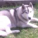 Подробнее об объявлении «Пропала собака кобель Ангарск» Фото: пропала собака Сибирская хаски «Пропала собака кобель Ангарск» в г. Ангарск