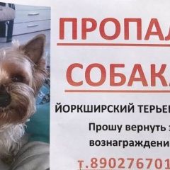 Подробнее об объявлении «Иркутск Пропала собака йоркширский терьер, км байкальского т» Фото: пропала собака Йоркширский терьер «Иркутск Пропала собака йоркширский терьер, км...» в г. Иркутск