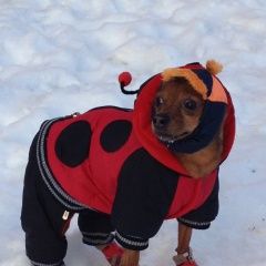 Подробнее об объявлении «Подольск Пропала собака кобель» Фото: пропала собака Той-терьер «Подольск Пропала собака кобель» в г. Подольск