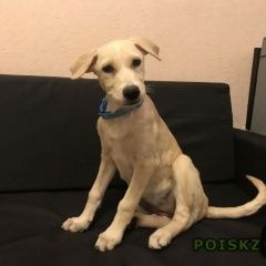 Подробнее об объявлении «Ялта Пропала собака» Фото: пропала собака Лабрадор ретривер «Ялта Пропала собака» в г. Ялта