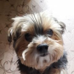 Подробнее об объявлении «Пропала собака кобель украли собаку Санкт-Петербург» Фото: пропала собака Йоркширский терьер «Пропала собака кобель украли собаку...» в г. Санкт-Петербург