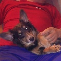 Подробнее об объявлении «Пропала собака маленькая Дзержинск Минская обл.» Фото: пропала собака  «Пропала собака маленькая Дзержинск Минская обл.» в г. Дзержинск Минская обл.