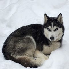 Подробнее об объявлении «Москва Пропала собака кобель сибирский хаски» Фото: пропала собака Сибирская хаски «Москва Пропала собака кобель сибирский хаски» в г. Москва