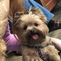 Подробнее об объявлении «Мытищи Пропала собака» Фото: пропала собака Йоркширский терьер «Мытищи Пропала собака» в г. Мытищи