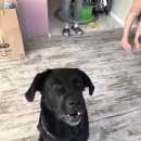 Подробнее об объявлении «Пропала собака кобель Петродворец» Фото: пропала собака Лабрадор ретривер «Пропала собака кобель Петродворец» в г. Петродворец