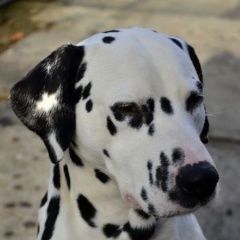 Подробнее об объявлении «Темрюк Пропала собака кобель далматинец джеф» Фото: пропала собака Далматин «Темрюк Пропала собака кобель далматинец джеф» в г. Темрюк