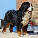 Подробнее об объявлении «Березовский (Свердловская обл.) Пропала собака» Фото: пропала собака Бернская горная пастушья собака «Березовский (Свердловская обл.) Пропала собака» в г. Березовский (Свердловская обл.)