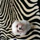 Подробнее об объявлении «Нижнекамск Пропала собака кобель маленькая белая собачка» Фото: пропала собака  «Нижнекамск Пропала собака кобель маленькая...» в г. Нижнекамск