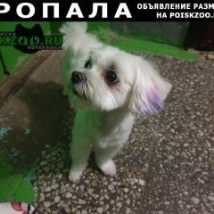 Подробнее об объявлении «Пропала собака белая мальтийская болонка Чехов» Фото: пропала собака Мальтийская болонка «Пропала собака белая мальтийская болонка Чехов» в г. Чехов