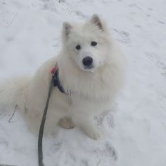 Подробнее об объявлении «Омск Пропала собака кобель самоед» Фото: пропала собака Самоедская лайка «Омск Пропала собака кобель самоед» в г. Омск