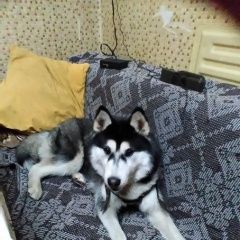 Подробнее об объявлении «Пропала собака хаски Матвеев Курган» Фото: пропала собака Сибирская хаски «Пропала собака хаски Матвеев Курган» в г. Матвеев Курган