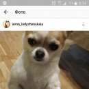Подробнее об объявлении «Тосно Пропала собака» Фото: пропала собака Чихуахуа «Тосно Пропала собака» в г. Тосно