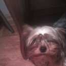 Подробнее об объявлении «Пропала собака йорк  Нижний Новгород» Фото: пропала собака Йоркширский терьер «Пропала собака йорк  Нижний Новгород» в г. Нижний Новгород