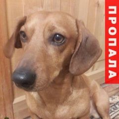 Подробнее об объявлении «Пропала собака кобель такса Симферополь» Фото: пропала собака Такса «Пропала собака кобель такса Симферополь» в г. Симферополь