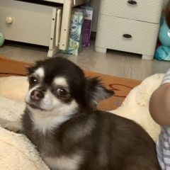 Подробнее об объявлении «Пропала собака чихуахуа Санкт-Петербург» Фото: пропала собака Чихуахуа «Пропала собака чихуахуа Санкт-Петербург» в г. Санкт-Петербург