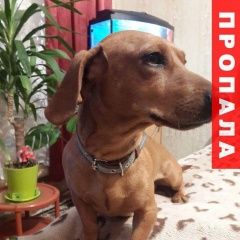 Подробнее об объявлении «Пропала собака кобель такса Симферополь» Фото: пропала собака Такса «Пропала собака кобель такса Симферополь» в г. Симферополь