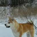 Подробнее об объявлении «Пропала собака кобель Нижний Новгород» Фото: пропала собака Акита-ину «Пропала собака кобель Нижний Новгород» в г. Нижний Новгород