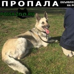 Подробнее об объявлении «Калининград (Кенигсберг) Пропала собака по кличке дейнерис» Фото: пропала собака Восточно-европейская овчарка «Калининград (Кенигсберг) Пропала собака по...» в г. Калининград (Кенигсберг)