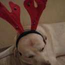 Подробнее об объявлении «Пропала собака Нижний Новгород» Фото: пропала собака  «Пропала собака Нижний Новгород» в г. Нижний Новгород