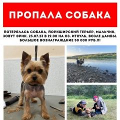 Подробнее об объявлении «Верхний Уфалей Пропала собака кобель» Фото: пропала собака Йоркширский терьер «Верхний Уфалей Пропала собака кобель» в г. Верхний Уфалей