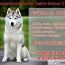 Подробнее об объявлении «Пропала собака Москва» Фото: пропала собака  «Пропала собака Москва» в г. Москва