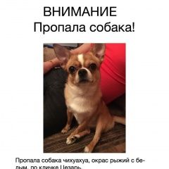 Подробнее об объявлении «Пропала собака кобель Москва» Фото: пропала собака Чихуахуа «Пропала собака кобель Москва» в г. Москва