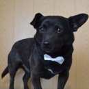 Подробнее об объявлении «Пропала собака кобель Борисовка» Фото: пропала собака  «Пропала собака кобель Борисовка» в г. Борисовка