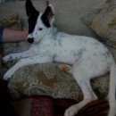 Подробнее об объявлении «Тюмень Пропала собака» Фото: пропала собака  «Тюмень Пропала собака» в г. Тюмень