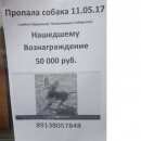 Подробнее об объявлении «Пропала собака Томск» Фото: пропала собака Русский той-терьер «Пропала собака Томск» в г. Томск