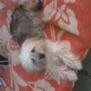 Подробнее об объявлении «Евпатория Пропала собака зовут ляля» Фото: пропала собака  «Евпатория Пропала собака зовут ляля» в г. Евпатория