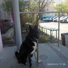 Подробнее об объявлении «Челябинск Пропала собака» Фото: пропала собака Сибирская хаски «Челябинск Пропала собака» в г. Челябинск