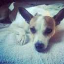 Подробнее об объявлении «Анапа Пропала собака кобель» Фото: пропала собака  «Анапа Пропала собака кобель» в г. Анапа