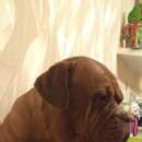 Подробнее об объявлении «Пропала собака в г. Реутов» Фото: пропала собака Бордоский дог «Пропала собака в г. Реутов» в г. Реутов