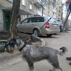 Подробнее об объявлении «Пропала собака Самара» Фото: пропала собака Миттельшнауцер «Пропала собака Самара» в г. Самара