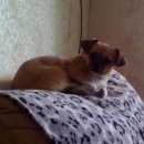 Подробнее об объявлении «Новосибирск Пропала собака» Фото: пропала собака  «Новосибирск Пропала собака» в г. Новосибирск