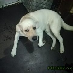 Подробнее об объявлении «Пропала собака кобель порода лабрадор Кострома» Фото: пропала собака Лабрадор ретривер «Пропала собака кобель порода лабрадор Кострома» в г. Кострома