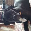 Подробнее об объявлении «Керчь Пропала собака помогите пожалуйста в найти щ» Фото: пропала собака Кане-корсо «Керчь Пропала собака помогите пожалуйста в найти щ» в г. Керчь