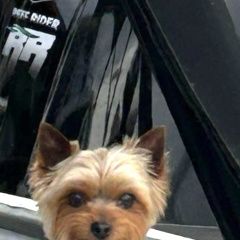 Подробнее об объявлении «Пропала собака кобель Энгельс» Фото: пропала собака Йоркширский терьер «Пропала собака кобель Энгельс» в г. Энгельс