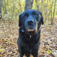 Подробнее об объявлении «Пропала собака кобель Ступино» Фото: пропала собака  «Пропала собака кобель Ступино» в г. Ступино