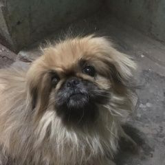 Подробнее об объявлении «Пропала собака кобель Михайлов» Фото: пропала собака Пекинес «Пропала собака кобель Михайлов» в г. Михайлов