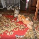 Подробнее об объявлении «Пропала собака Москва» Фото: пропала собака  «Пропала собака Москва» в г. Москва