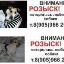 Подробнее об объявлении «Новокузнецк Пропала собака» Фото: пропала собака Джек рассел терьер «Новокузнецк Пропала собака» в г. Новокузнецк