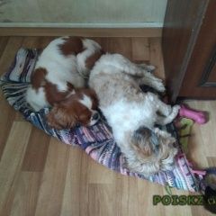 Подробнее об объявлении «Пропала собака село введенское одинцовский район Звенигород» Фото: пропала собака Ши-тцу «Пропала собака село введенское одинцовский...» в г. Звенигород