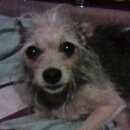 Подробнее об объявлении «Пропала собака Санкт-Петербург» Фото: пропала собака Той-терьер «Пропала собака Санкт-Петербург» в г. Санкт-Петербург