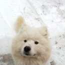 Подробнее об объявлении «Белоусово Пропала собака кобель самоед» Фото: пропала собака Самоедская лайка «Белоусово Пропала собака кобель самоед» в г. Белоусово