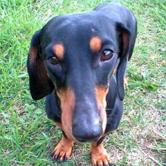 Подробнее об объявлении «Пропала собака Венев» Фото: пропала собака Такса «Пропала собака Венев» в г. Венев