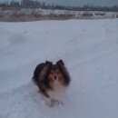 Подробнее об объявлении «Воронеж Пропала собака порода шелти.» Фото: пропала собака Шелти «Воронеж Пропала собака порода шелти.» в г. Воронеж