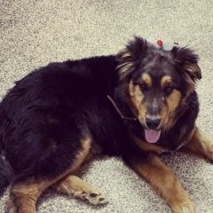 Подробнее об объявлении «Пропала собака кобель верните за вознаграждение Чебоксары» Фото: пропала собака  «Пропала собака кобель верните за вознаграждение...» в г. Чебоксары