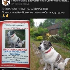 Подробнее об объявлении «Пропала собака кличка боня Москва» Фото: пропала собака  «Пропала собака кличка боня Москва» в г. Москва