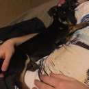 Подробнее об объявлении «Анапа Пропала собака кобель той-терьер» Фото: пропала собака Той-терьер «Анапа Пропала собака кобель той-терьер» в г. Анапа